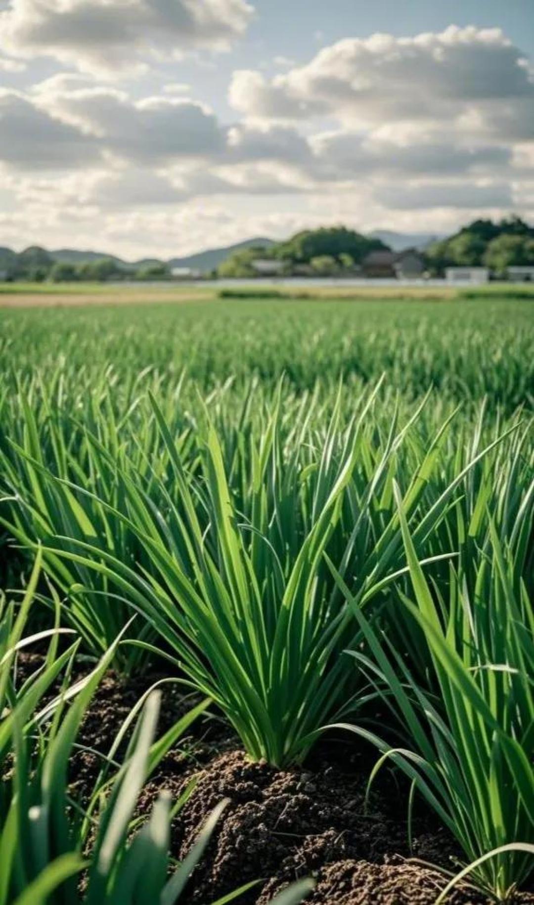 咬春正当时!野菜嫩芽入膳,吃出古法养生里的蓬勃元气