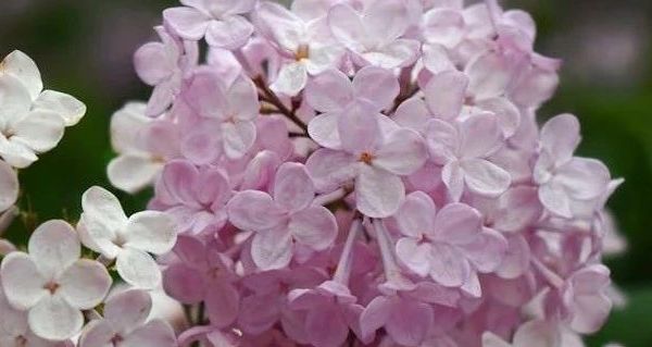 商务男士皮鞋：布洛克皮鞋的魅力、选择与保养