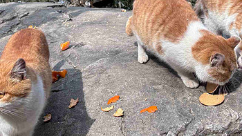 浅爬子午峪，偶遇小猫咪