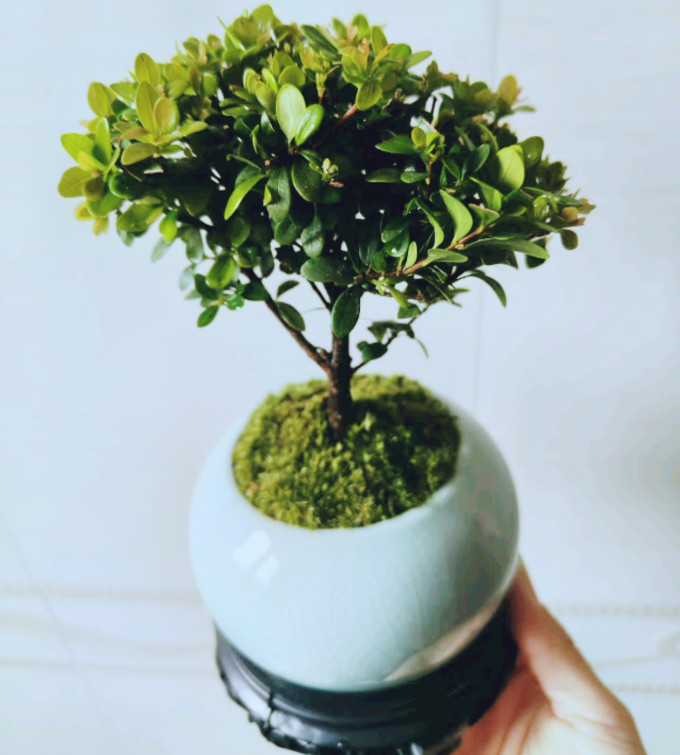 创享绿洲盆栽
