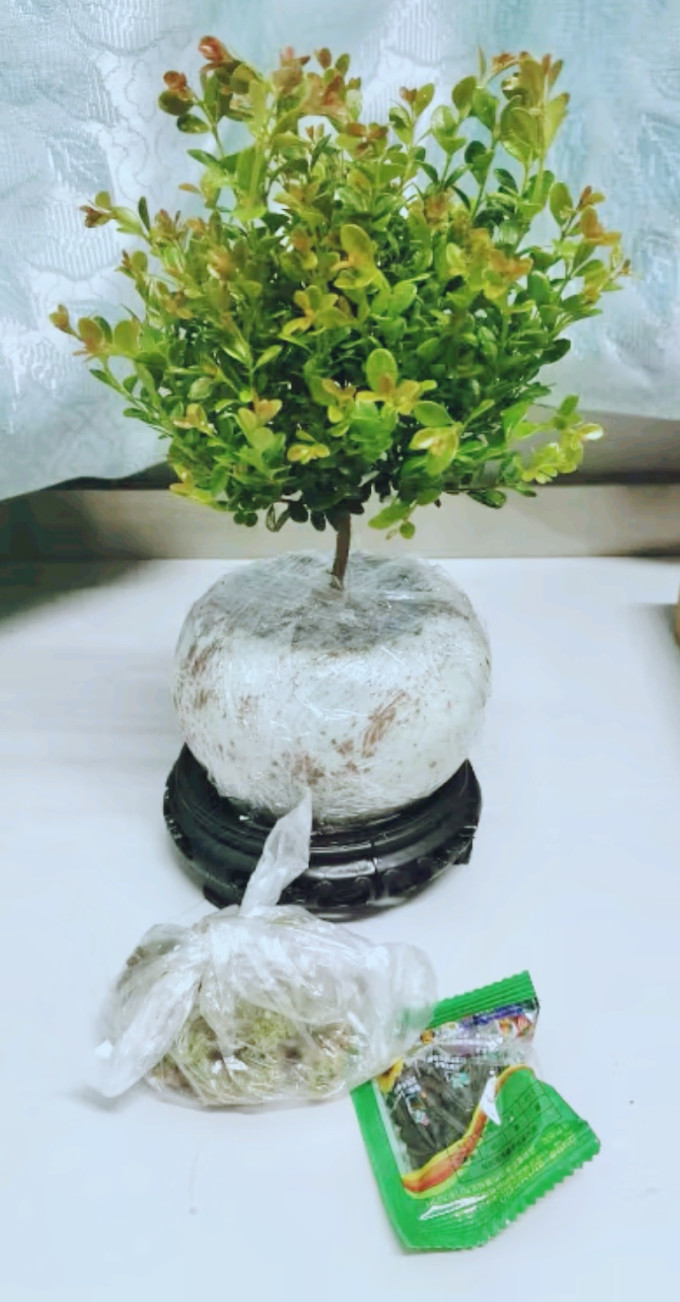 创享绿洲盆栽