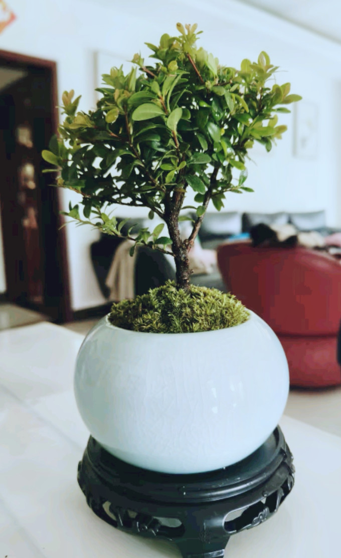 创享绿洲盆栽