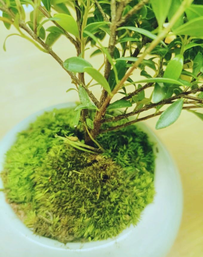 创享绿洲盆栽