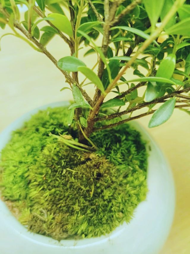 绿意盎然，居家也能拥抱自然！创享绿洲小叶赤楠盆景，美cry~