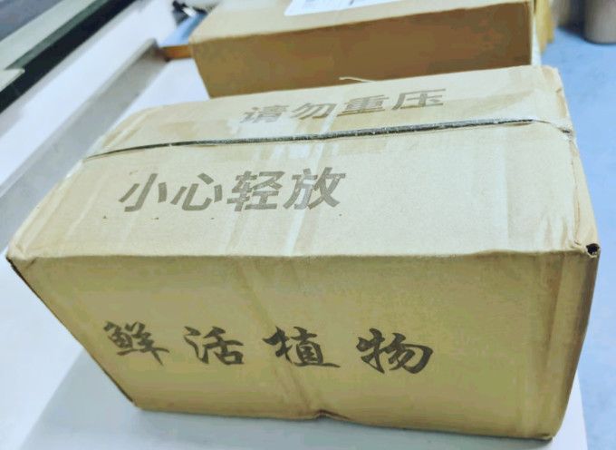 创享绿洲盆栽