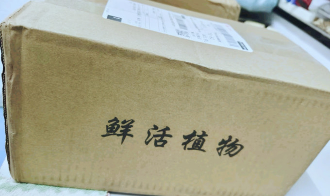 创享绿洲盆栽