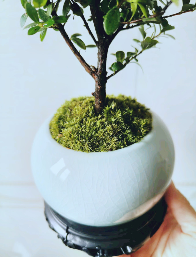 创享绿洲盆栽