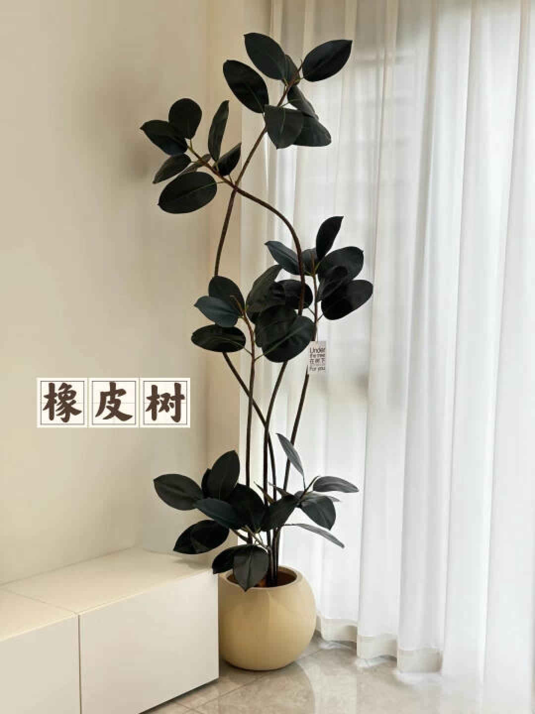 懒人养不死的客厅绿植Top6：净化空气还颜值爆表
