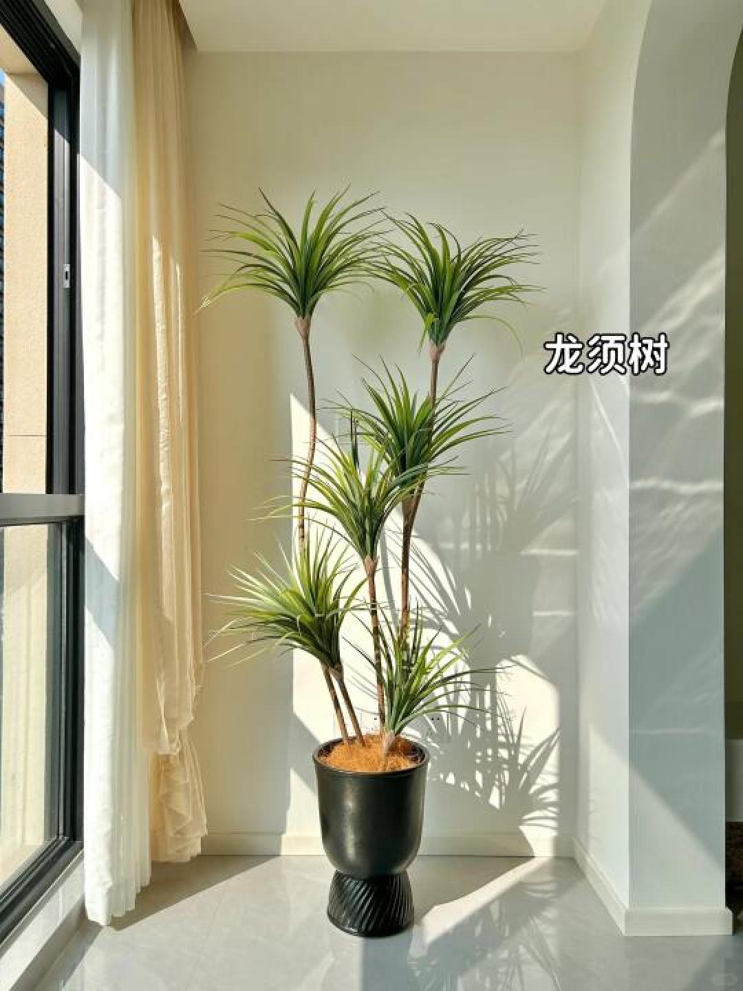 客厅绿植杀手自救指南!6款高颜值懒人植物,手残党也能养出ins风