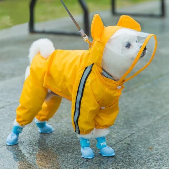 ⚠️这5件雨衣害惨狗子！90%主人还在买…