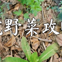 上海打野好去处，春天的第一顿野菜