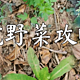 上海打野好去处，春天的第一顿野菜