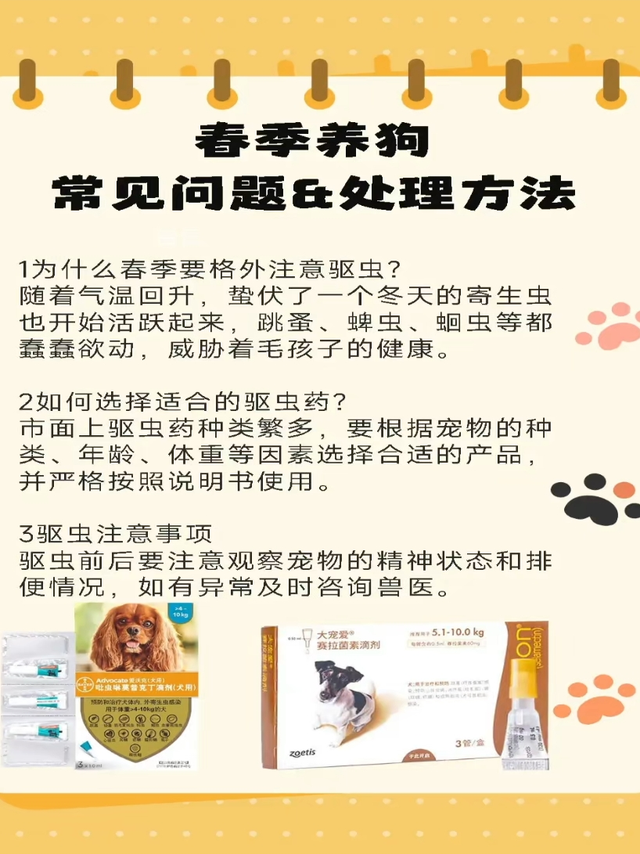 春季养狗注意事项和如何处理