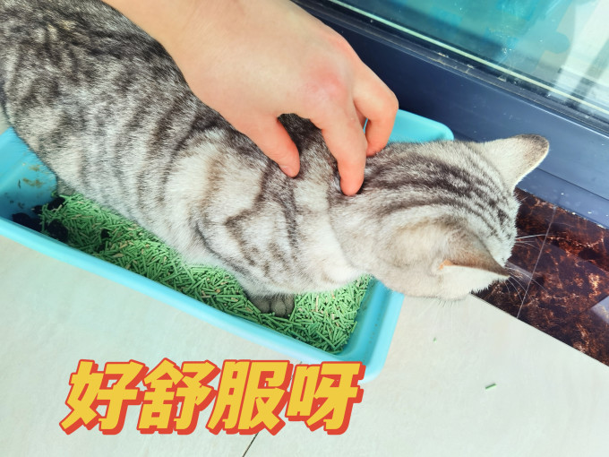 憨仕猫砂