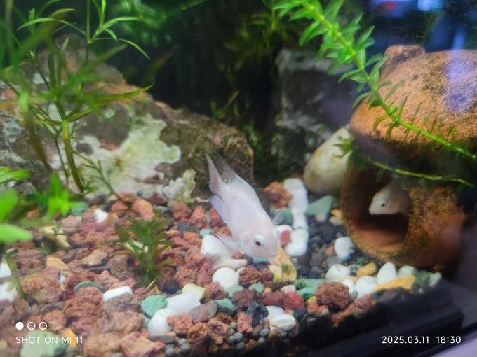 米家智能鱼缸/水族箱