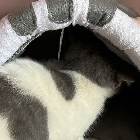 人宠共享家居，猫猫的小窝