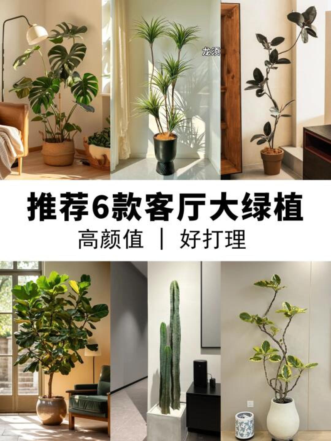 客厅绿植杀手自救指南!6款高颜值懒人植物,手残党也能养出ins风