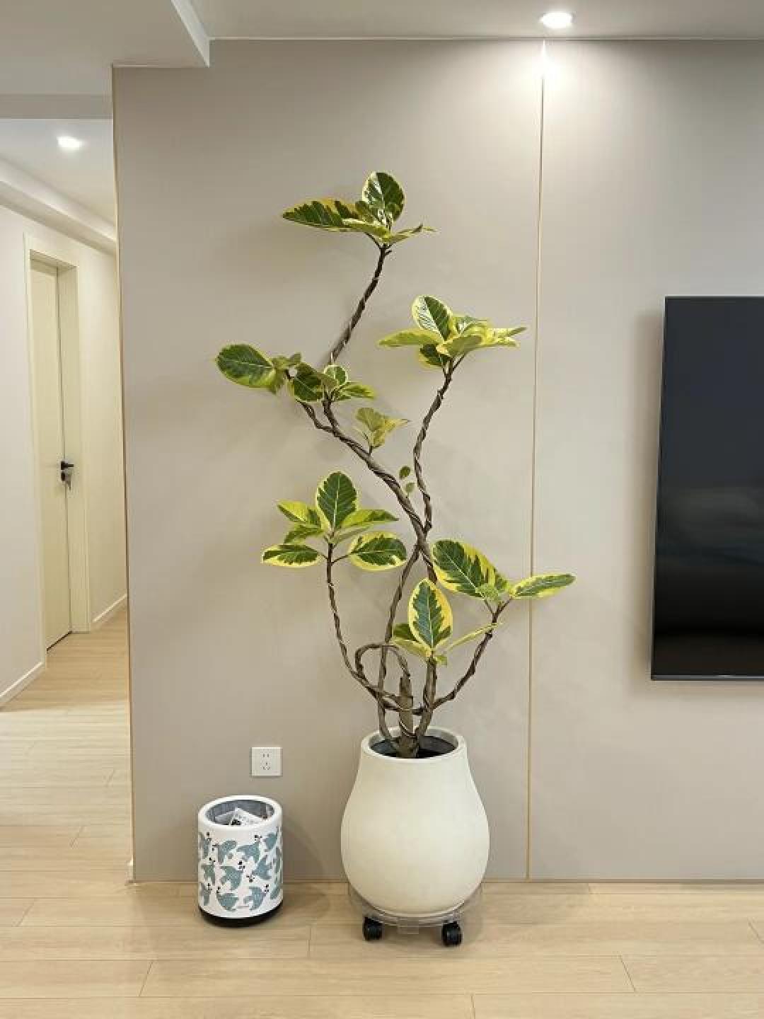 客厅绿植杀手自救指南!6款高颜值懒人植物,手残党也能养出ins风