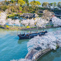 樱花订单背后：鼋头渚骑手在配送地图上画出的春日轨迹