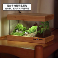 苔藓微景观生态雨林缸：打造独属于你的微观自然世界