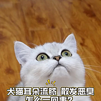 猫耳朵流脓怎么一回事？