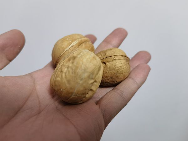又吃上了纸皮核桃，三只松鼠确实靠谱。
