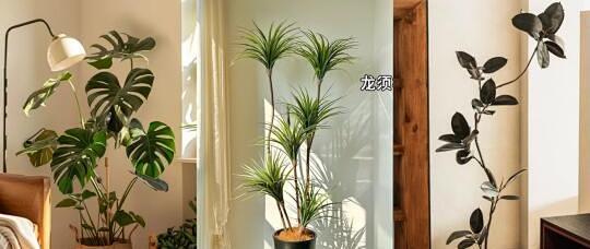 客厅绿植杀手自救指南！6款高颜值懒人植物，手残党也能养出ins风