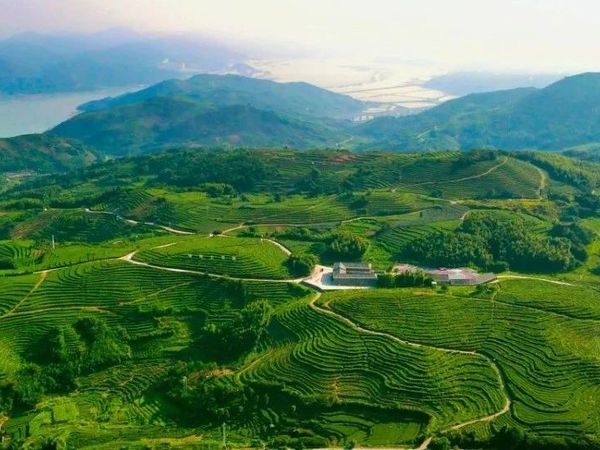【玩转福鼎】白茶之旅，假如您来福鼎，最喜欢去哪里？（欢迎投票）