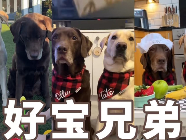 【Ollie&土豆】好宝兄弟的周末：火箭发射器&做“美味”蔬果泥