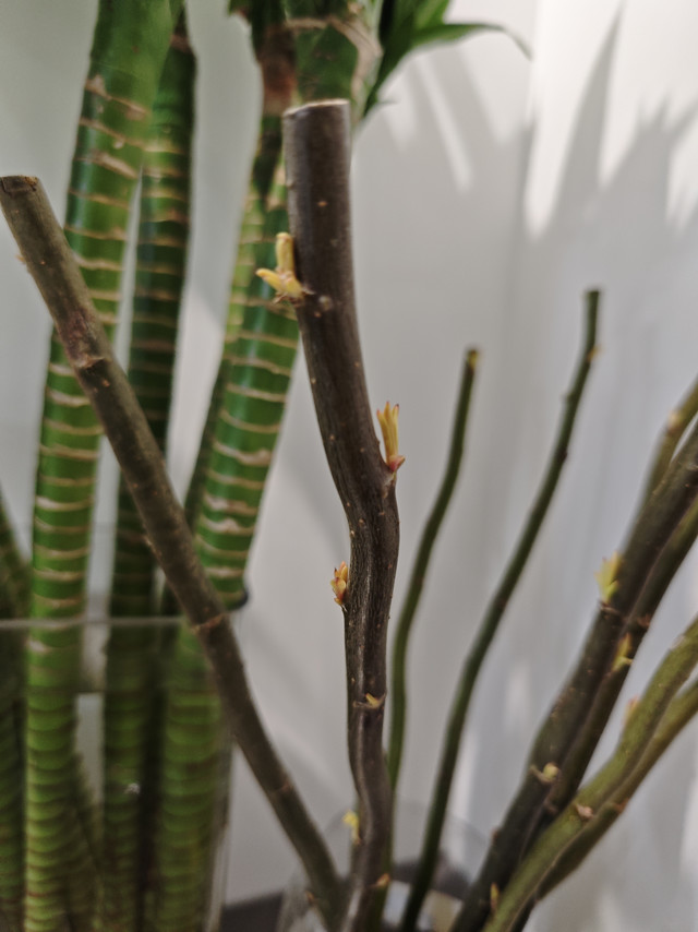 水培，轻松养活的室内绿植！