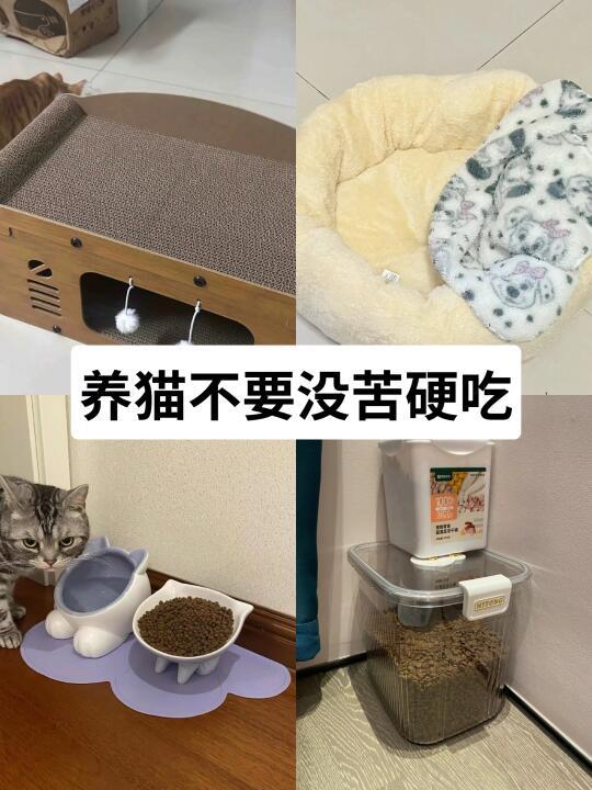 新手铲屎官必看！15条零失误养猫指南，资深家长亲测好用