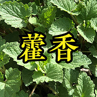 踏青挖野菜，20种常见的野菜图鉴，看看都认识不