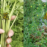 爱挖野菜的注意啦！这5种野菜不要吃，请转告家里人