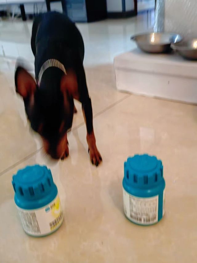 狗狗什么情况补充微量元素