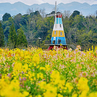 听说，很多人没见过五颜六色的油菜花