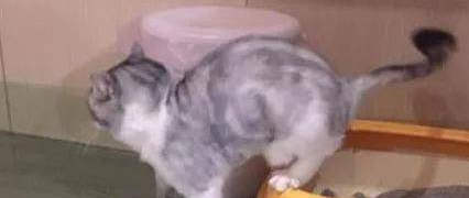 最好的自动猫砂盆都有哪些？三款最多人买的自动猫砂盆测评推荐