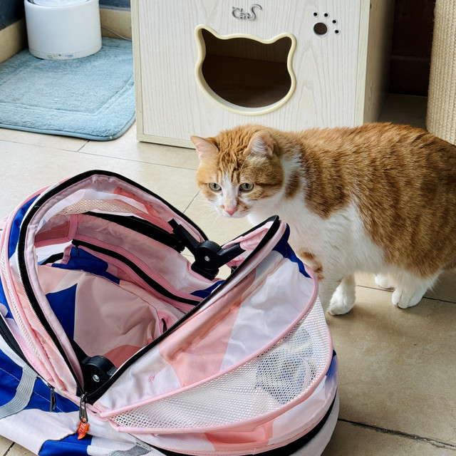 发现了非常牛X的祛猫尿味的方法！！