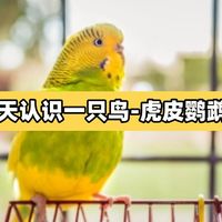 每天认识一只鸟丨虎皮鹦鹉饲养指南