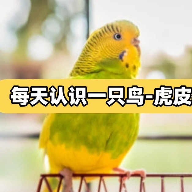 每天认识一只鸟丨虎皮鹦鹉饲养指南