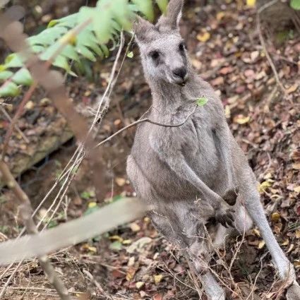 【物种日历】出袋 ≠ 出生！袋鼠“女儿”居然对妈妈 “大打出手”？