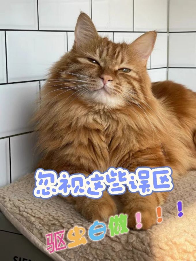 爱沃克猫咪驱虫