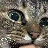 警惕猫咪信任危机：别让猫主子觉得“主人不靠谱”！