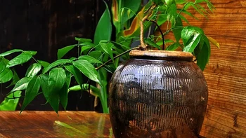 客厅书房盆栽常绿懒人耐旱过冬植物观叶窗台中式净化空气桌面盆栽