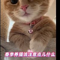 春季养猫该注意点儿什么？