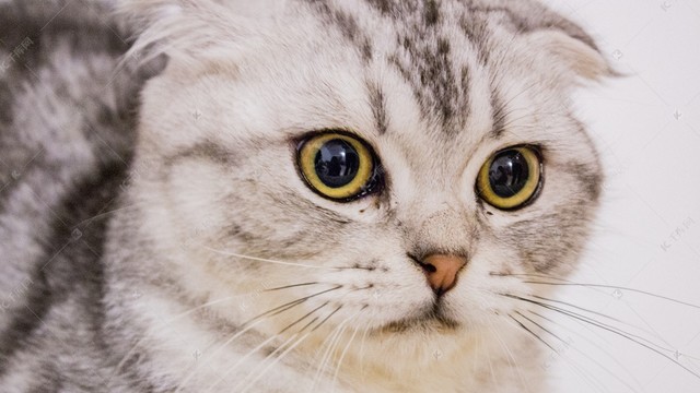 折耳猫如何保养更健康？