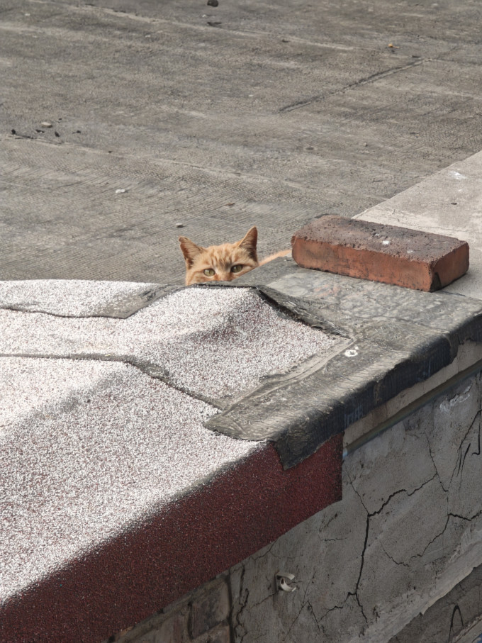 京东京造猫咪干粮