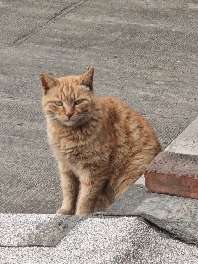 京东京造猫咪干粮