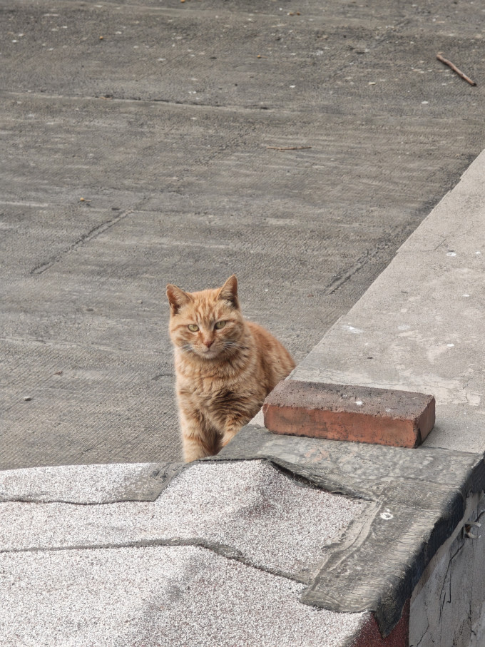 京东京造猫咪干粮