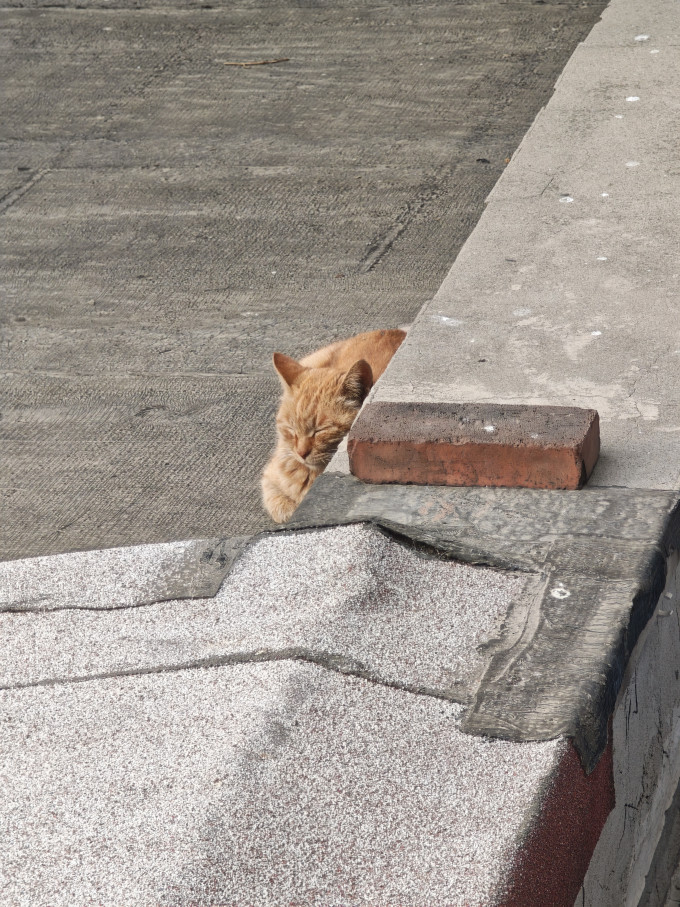 京东京造猫咪干粮