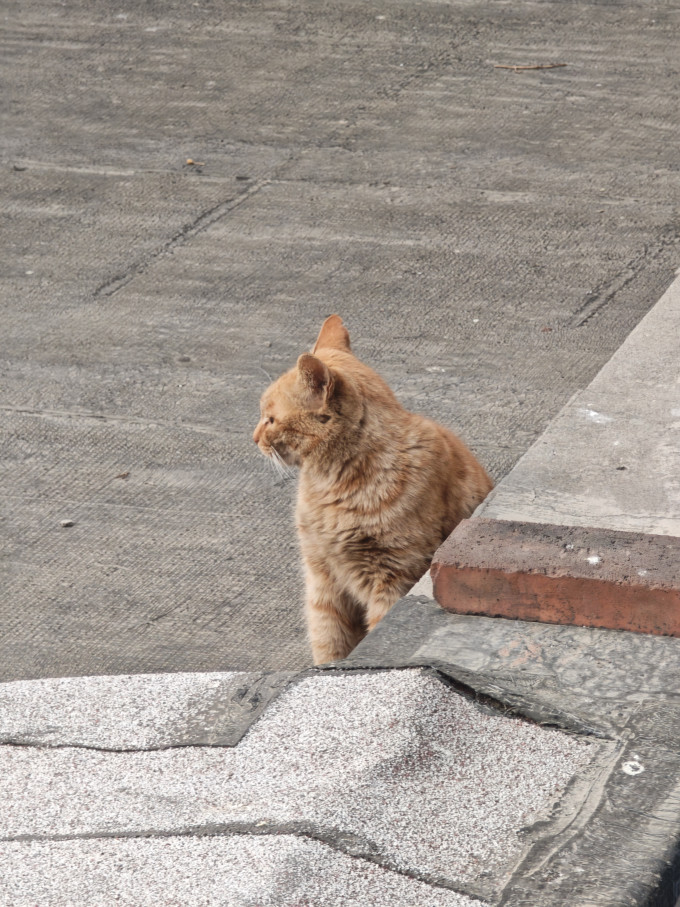 京东京造猫咪干粮